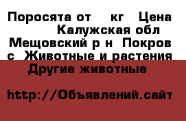 Поросята от 10 кг › Цена ­ 4 000 - Калужская обл., Мещовский р-н, Покров с. Животные и растения » Другие животные   